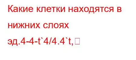 Какие клетки находятся в нижних слоях эд.4-4-t`4/4.4`t,